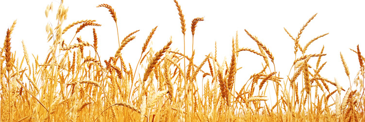 AI Dimethylamine banner