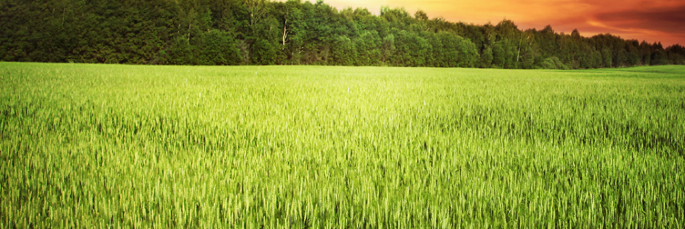 AI Butyric Anhydride banner